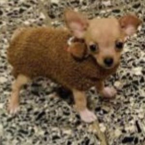 Meet your Posher, Alain